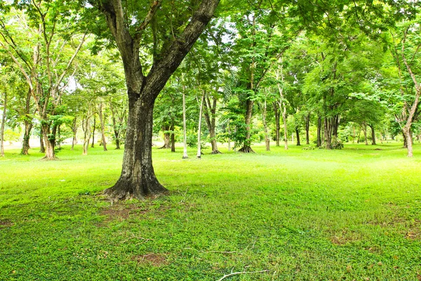 Groene bomen in het park — Stockfoto