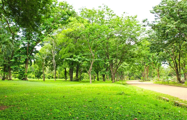 Zelené stromy v parku — Stock fotografie