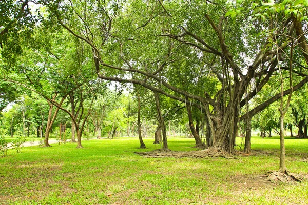 Groene bomen in het park — Stockfoto