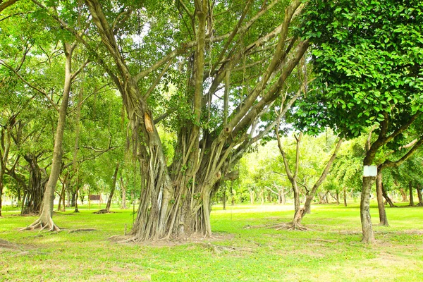 Parkta yeşil ağaçlar — Stok fotoğraf