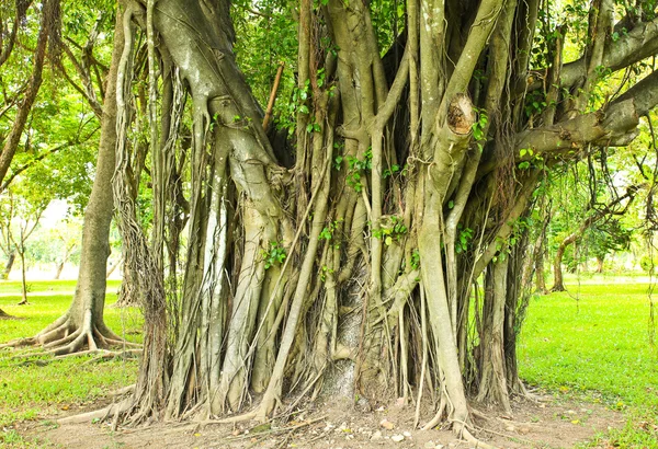 Arbres verts dans le parc — Photo