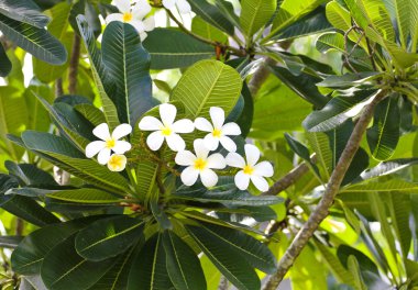 Tropikal çiçek dalları frangipani (plumeria)