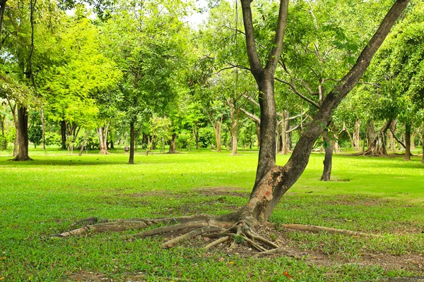 Зеленые деревья в парке — стоковое фото