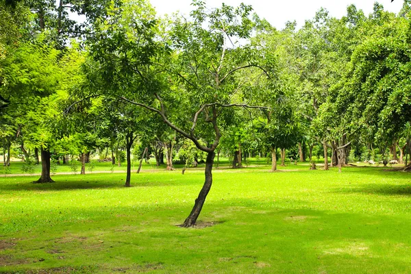 Alberi verdi nel parco — Foto Stock