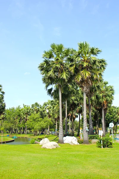 Natursköna palm tree i eftermiddag dagsljus — Stockfoto