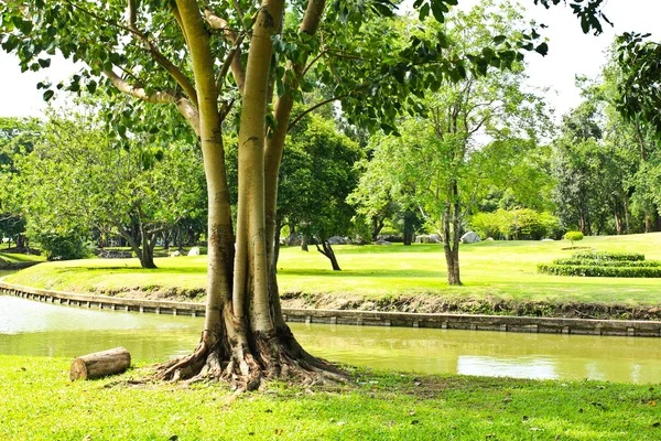 公园里的绿树 — 图库照片