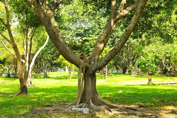 Zelené stromy v parku — Stock fotografie