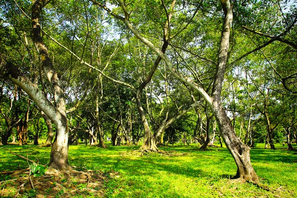 Grüne Bäume im Park — Stockfoto