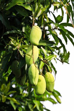 akşamüstü ışığında Mango ağacı.