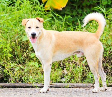 bahçede, Tayland Tayland köpek.
