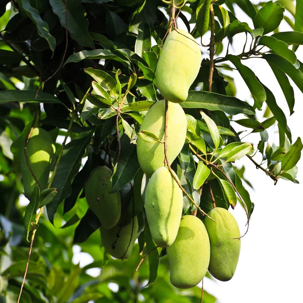 Mango en la tarde la luz del día . — Foto de Stock