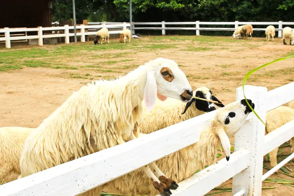 Erba da foraggio per pecore in azienda — Foto Stock