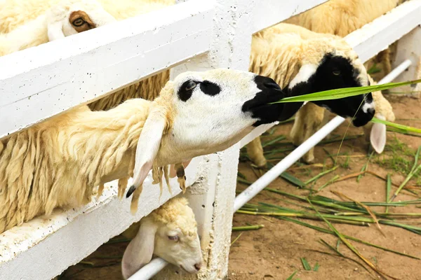 Sheep feeding grass in farm — Stock Photo, Image