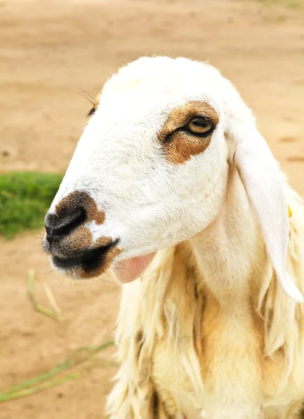 Schapen — Stockfoto