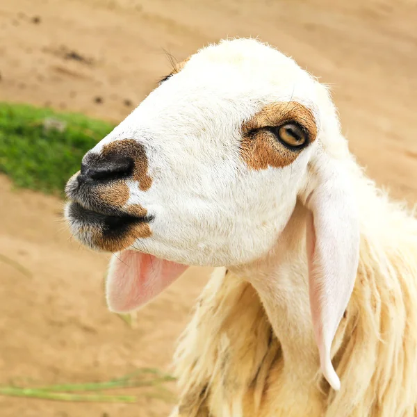 Sheep — Stock Photo, Image