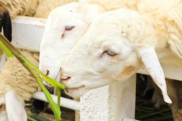 Sheep feeding grass in farm — Stock Photo, Image