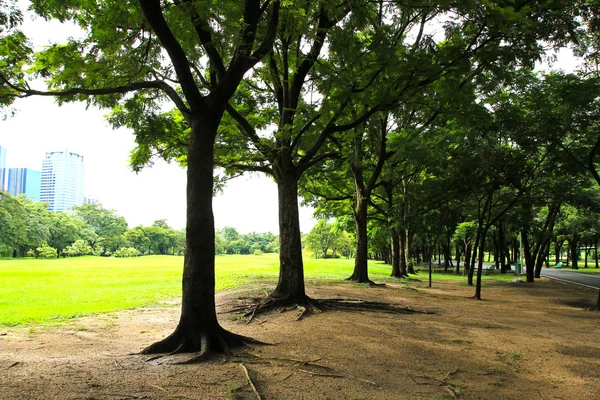 绿色城市公园在早上 — 图库照片