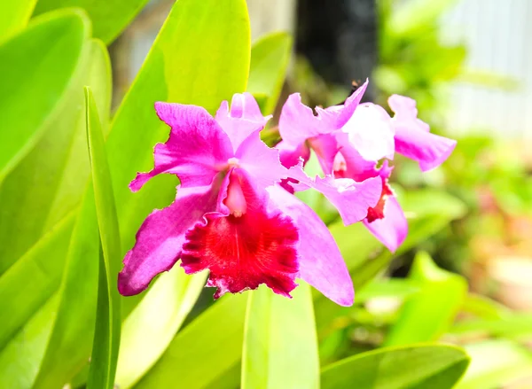 Orquídeas em Tailândia — Fotografia de Stock