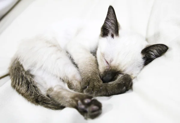 Sleeping Thai Kitten — Stock Photo, Image