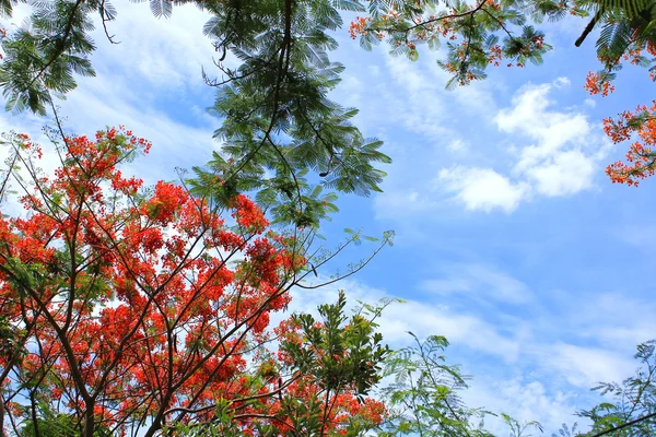 Цветение огненного дерева (Poinciana) на голубом фоне неба — стоковое фото