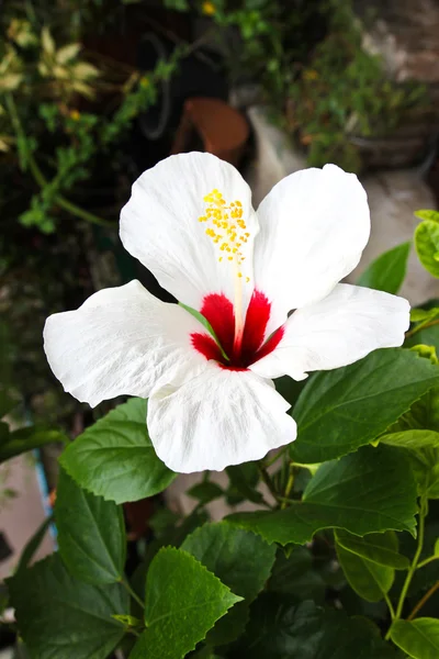 White hibiscus flower — Stock Photo, Image