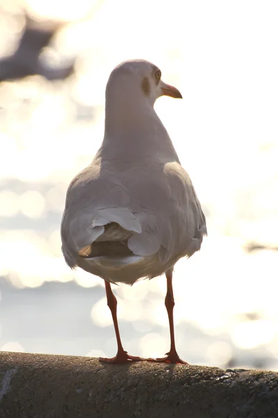 Seagull at sunset — Stock fotografie