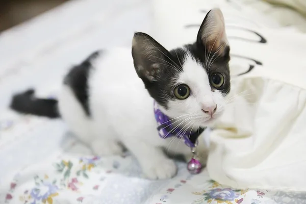 Gatinho — Fotografia de Stock