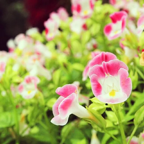 Beautiful Flower — Stock Photo, Image