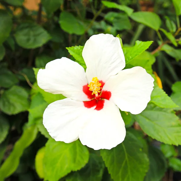 Witte hibiscus bloem — Stockfoto