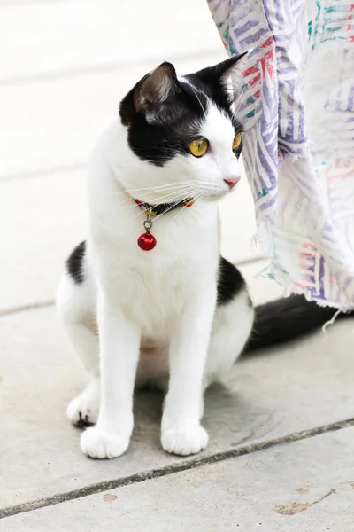 Thai Cat — Stock Photo, Image