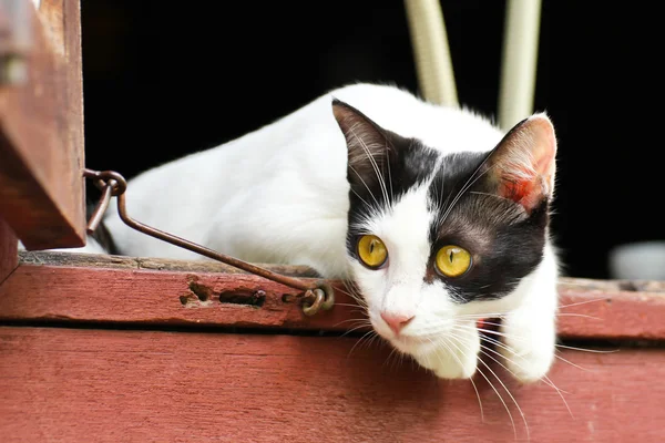 Thai Cat — Stock Photo, Image