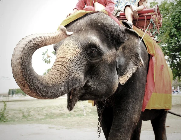 An Elephant ,Thailand. — Stock Photo, Image