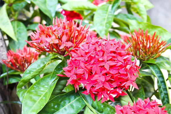 Red Ixora flower in garden. — Stock Photo, Image