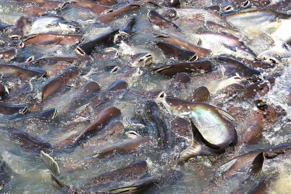 Iridescent shark Fish or Sawai fish in river of Thailand — Stock Photo, Image