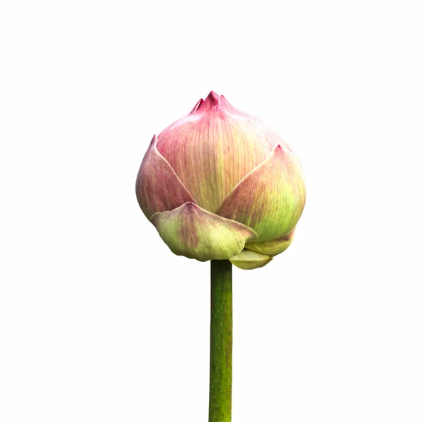 Lotus Flower isolated on white background — Stock Photo, Image