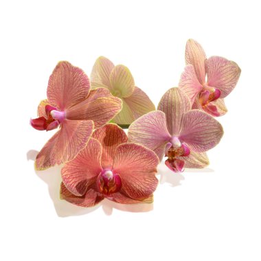 izole mor orkide çiçek