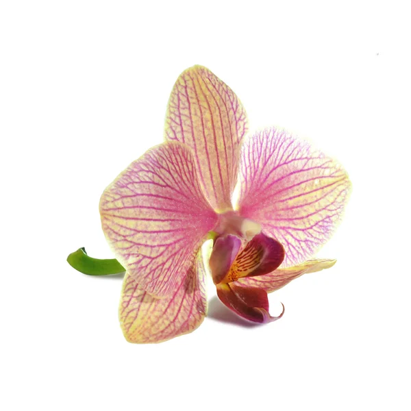 Paarse orchideebloem geïsoleerd — Stockfoto