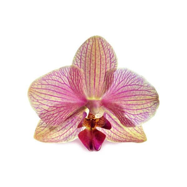 分離された紫色の蘭の花 — ストック写真