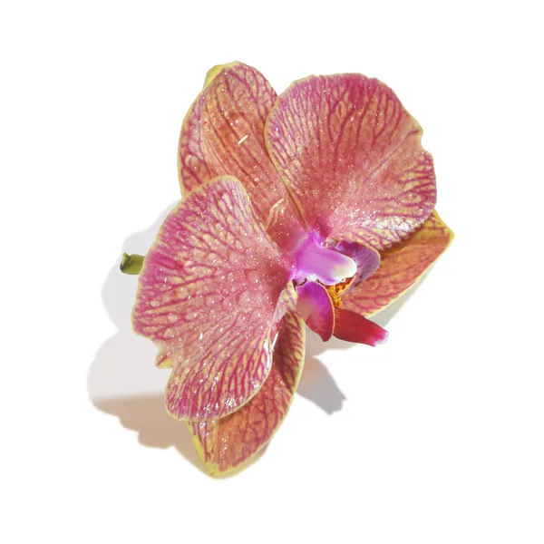 Paarse orchideebloem geïsoleerd — Stockfoto