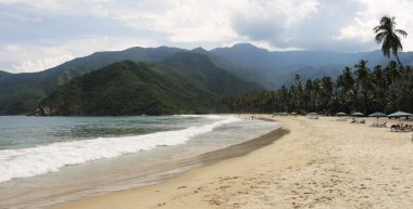 Venezuela tropikal plaj