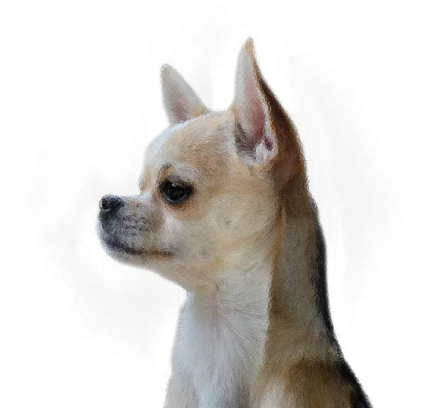 Cane chihuahua su sfondo bianco, il cane è molto carino — Foto Stock
