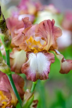 Yazın ilk zamanlarında açan güzel çiçekler bahçede açan gözler..