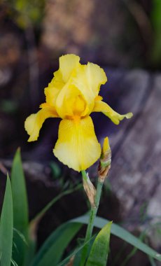 Yazın ilk zamanlarında açan güzel çiçekler bahçede açan gözler..