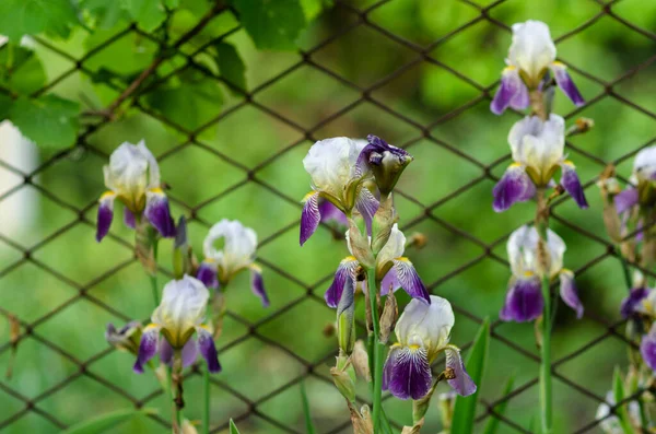 Íris Belas Flores Que Florescem Início Verão Deliciar Olho Florescer — Fotografia de Stock