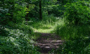 Ormandaki aşırı gelişmiş bir yol gizemli bir tünel oluşturur ladin güneşi yola çıkar..