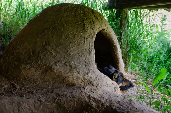 dog house with oval walls covered with clay looks like a hobbit house in the countryside but with internet and light.