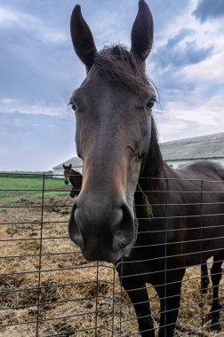 beautiful horse close-up portrait in the farm no people.