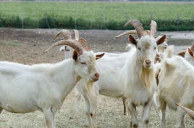 Beyaz keçiler çiftlikte çok güzeldir. İnsanlar olmadan saman yerler..