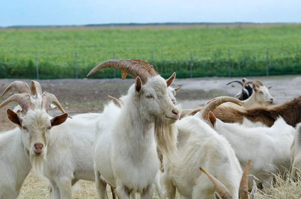 没有人密切关注 农场里的白山羊吃干草非常漂亮 — 图库照片