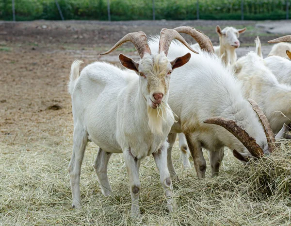 Bílé Kozy Jsou Velmi Krásné Farmě Jíst Seno Bez Lidí — Stock fotografie